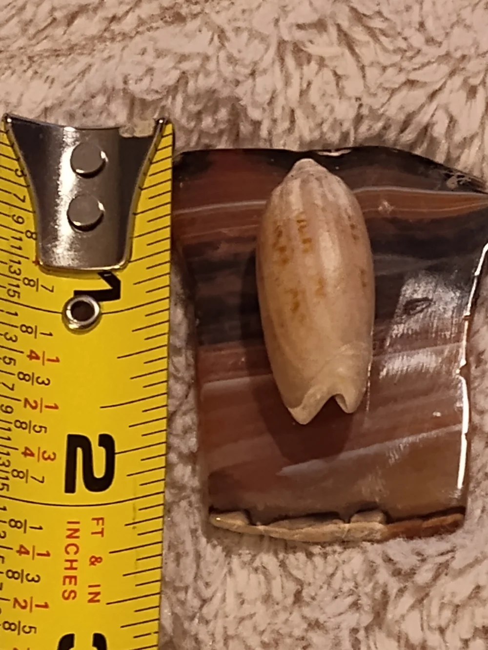 Vintage! Polished Banded Agate Slab with Decorative Lettered Olive Shell